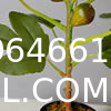 Artificial Plant Ficus Carica Fruit Plant Bonsai Tree Faux Plant Indoor Home Decor Plant Potted Plant Home