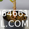 Artificial Plant Ficus Carica Fruit Plant Bonsai Tree Faux Plant Indoor Home Decor Plant Potted Plant Home