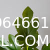 Real Touch 120cm Artificial Tree Bonsai Plant Fig Tree Ficus Carica Decorative Tree Artificial Plant Home Decor