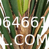 Dracaena Silk Plant Artificial 5ft Faux House Plants Evergreen Dracaena Marginata Fake Yucca Palm Trees in Pot