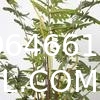 Spinulosa Fern Plants Bushes Fake Shrubs Greenery Plants Faux Fern Snakewood Outdoors UV Resistant Garden Plants