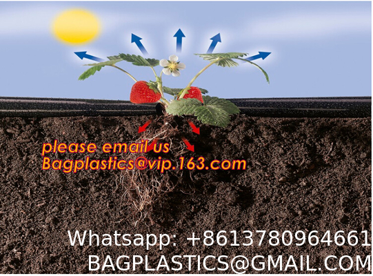 Transparent Low Tunnel Film Perforated For Culture Of Seedling Maturing Vegetables perforated red plastic mulch