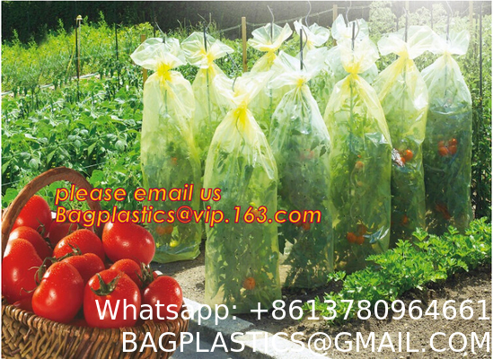 Transparent Low Tunnel Film Perforated For Culture Of Seedling Maturing Vegetables perforated red plastic mulch