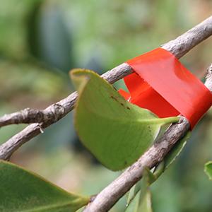 테이프툴 과일 테이프너 기계를 결합하는 결합장비 테이프 도구 식물을 결합하는 정원 테이프툴 식물 야채 손 10