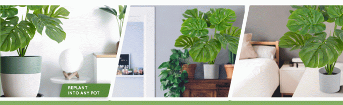 Monstera Lifestyle images