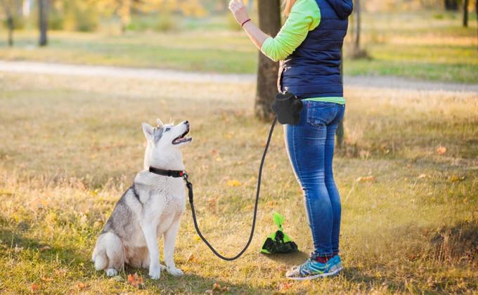 rope dog leash