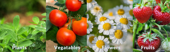 plant germination trays