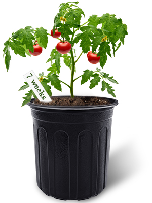 Gallon Plant Nursery Pots,Plastic Pots With Drainage Holes,Garden Flower Container Seedling Pot With White Label For Planting,Cuttings,Transplanting,Home Garden 6