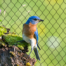 Chicken Coop Predator Proof Apron,Chicken Wire Bottom Predators Resistant,Fence Netting Barrier For Chicken Coop 5
