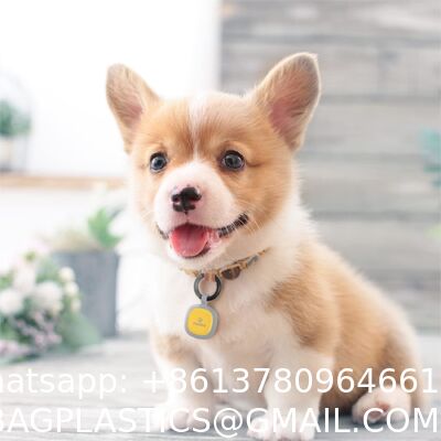 QR tag Ring Pet Tag QR Code Tag Silicone tag rubber tag Personalized Metal Text Stainless Steel Diy Custom Logo Necklace Pet Dog ID Handmade Gifts China Jewelry Pendant Hang Name Tag